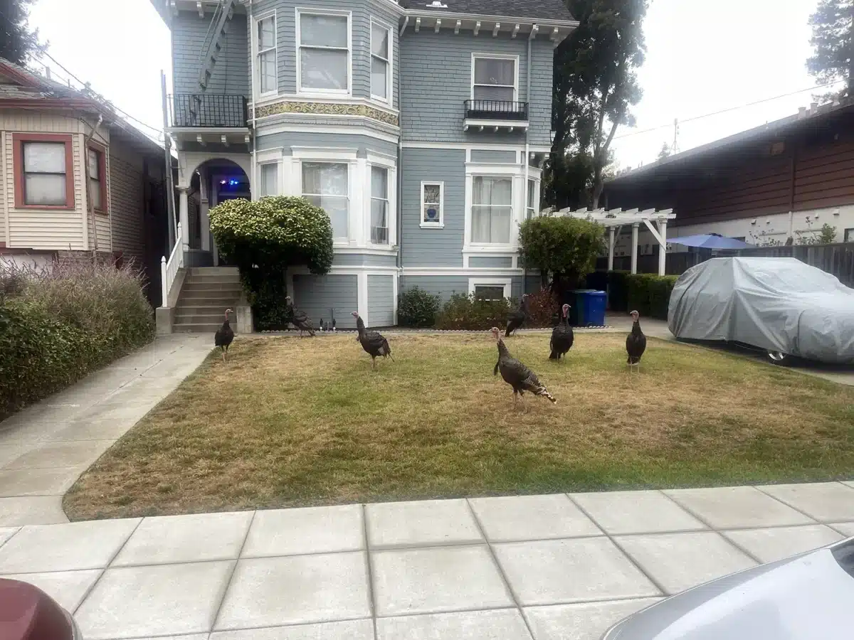 Alameda Post - Turkeys on a front lawn