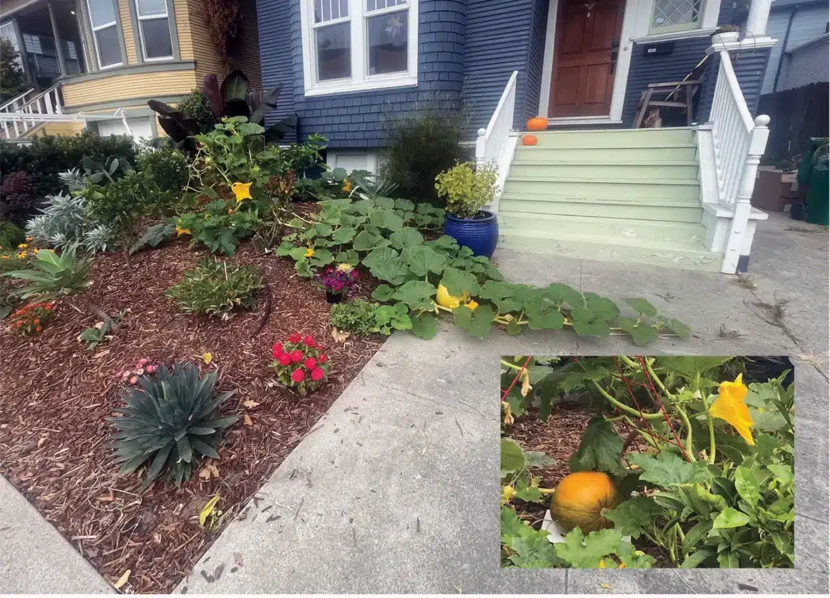 Alameda Post - Squash growing in a yard, with an inset close up photo of a squash