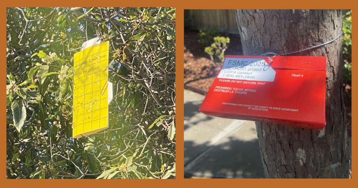 Alameda Post - insect traps hanging from trees that ask passersby not to disturb them. 