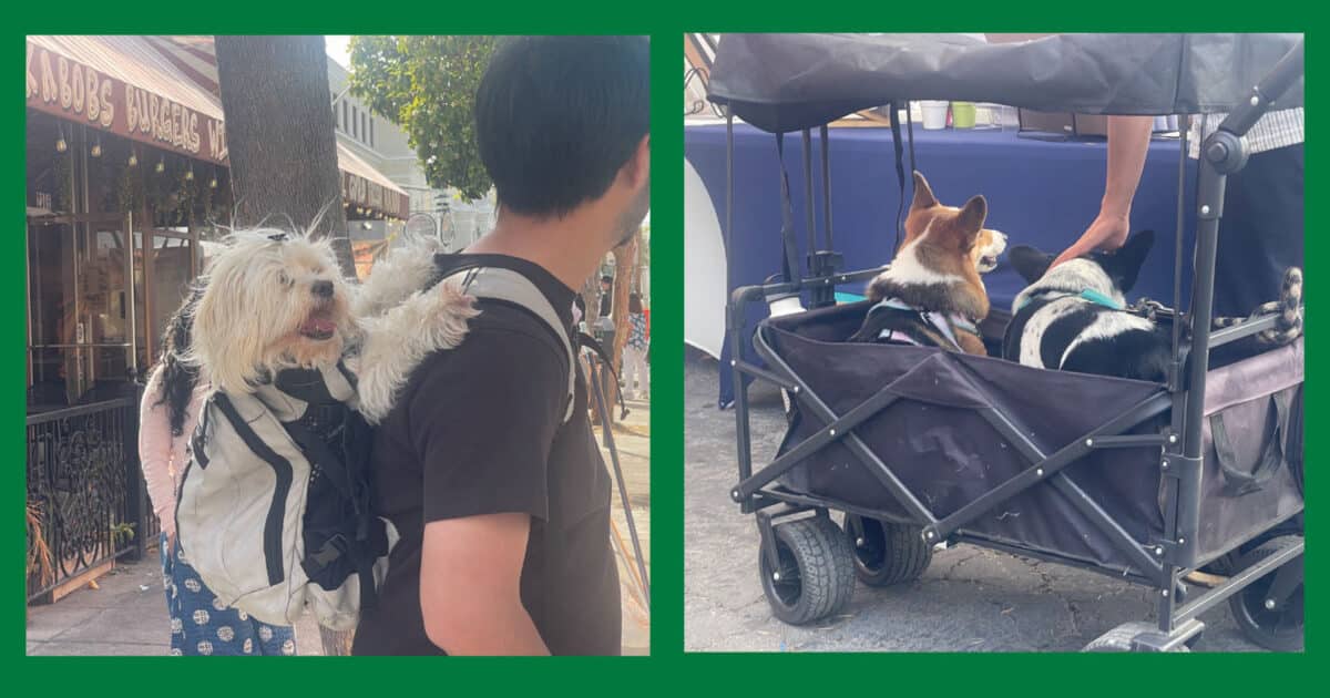 Alameda Post - a dog in a backpack and a dog in a wagon