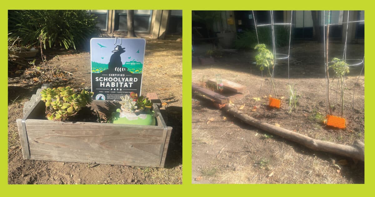 Alameda Post - a small garden with a sign that says "Schoolyard Habitat"