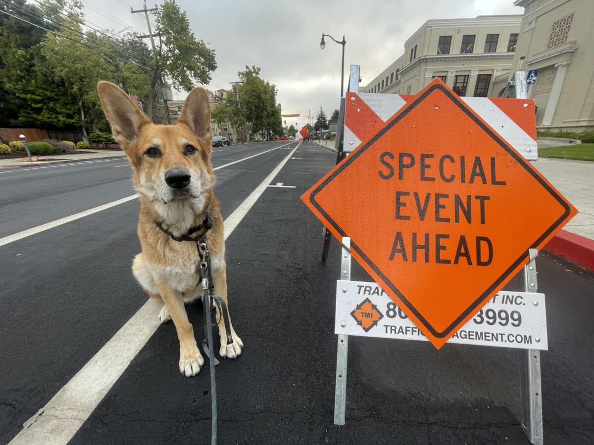 Alameda Post - Mouf the dog next to a sign that says "Special Event Ahead"