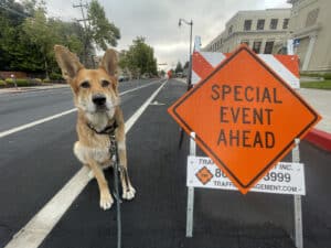 Alameda Post - Mouf the dog next to a sign that says "Special Event Ahead"