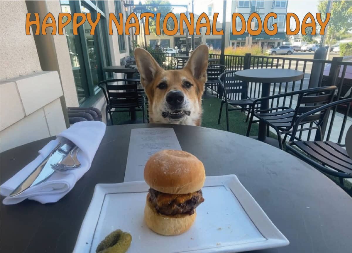 Alameda Post - Mouf the dog waits patiently to enjoy his National Dog Day treat- a slider