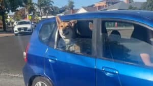 Alameda Post - Mouf the dog sticks his head out of a car