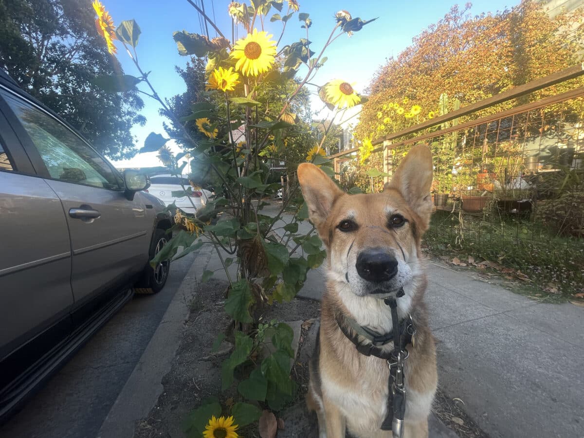 Alameda Post - Mouf sits in front of sunflowers