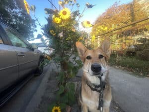 Alameda Post - Mouf sits in front of sunflowers