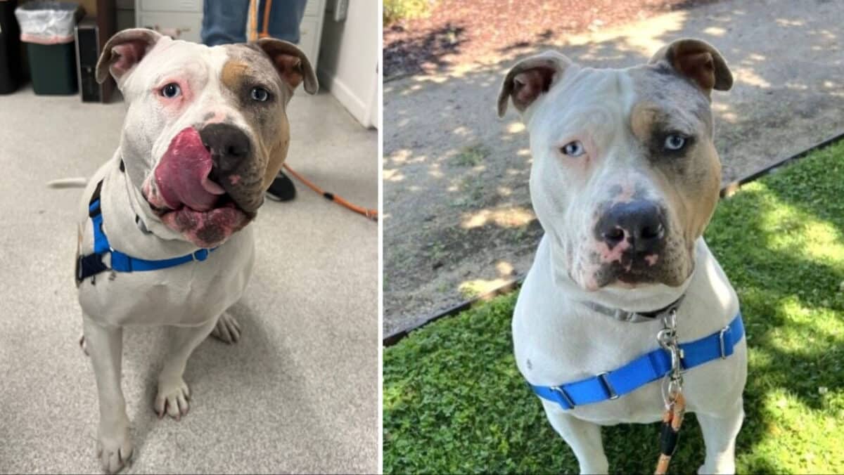 Alameda Post - Shellsea the bully mix