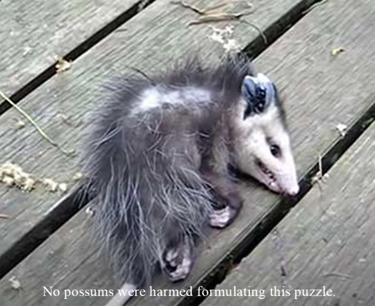 Alameda Post - an opossum playing dead