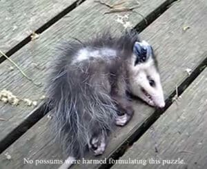 Alameda Post - an opossum playing dead