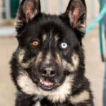 Alameda Post - Pet of the Week Sinatra is a German shepherd mix with one blue and one brown eye