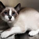 Alameda Post - a photo of a kitten looking out of a kennel
