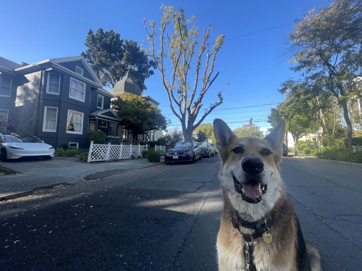 Alameda Post - Mouf the dog sits in front of a tree that has been trimmed