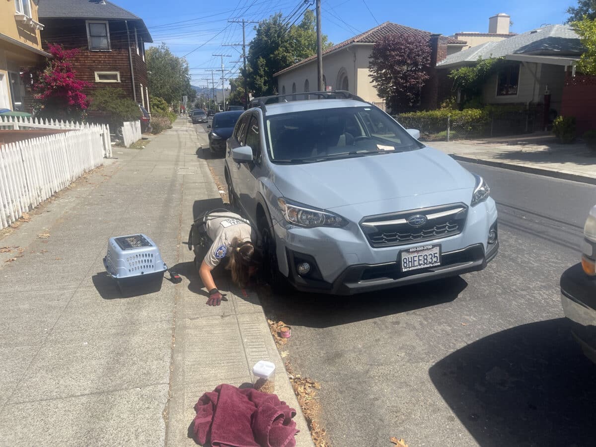 Alameda Post - an animal control officer bends down to reach under a car