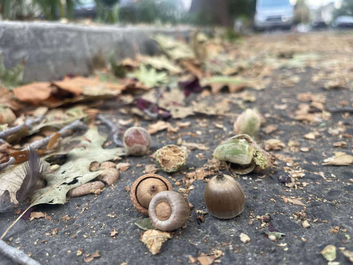 Alameda Post - leaves and acorns on the pavement