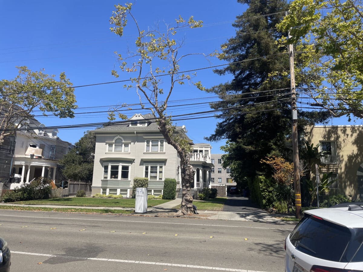 Alameda Post - a tree that has been heavily trimmed
