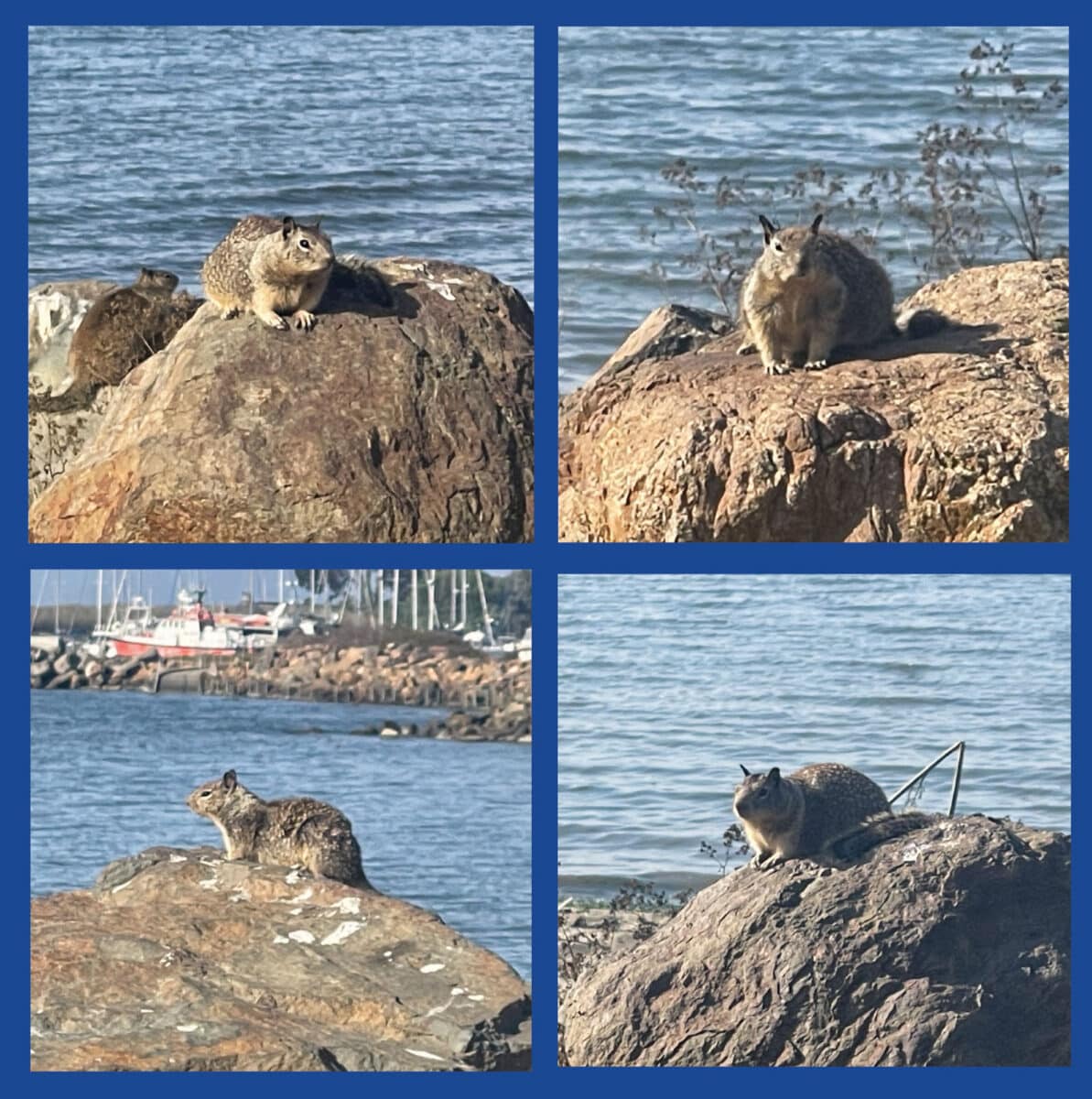Alameda Post - a collage of photos of squirrels sitting on rocks
