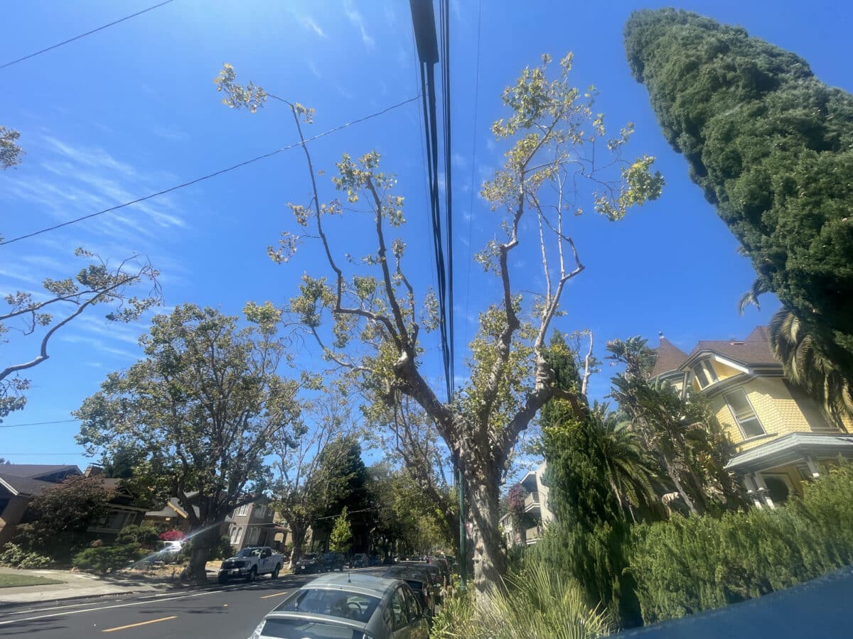 Alameda Post - a tree growing around around an electrical line. The tree has been trimmed.