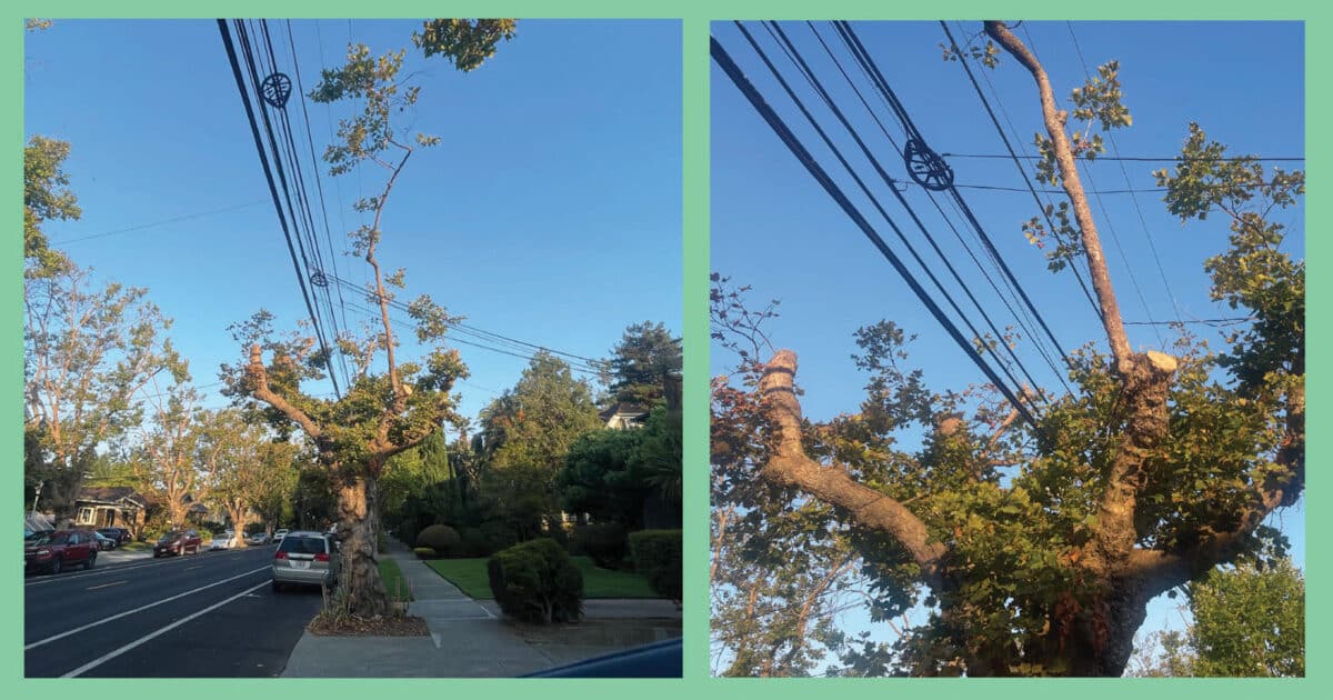 Alameda Post - a tree growing around around an electrical line. The tree has been trimmed.