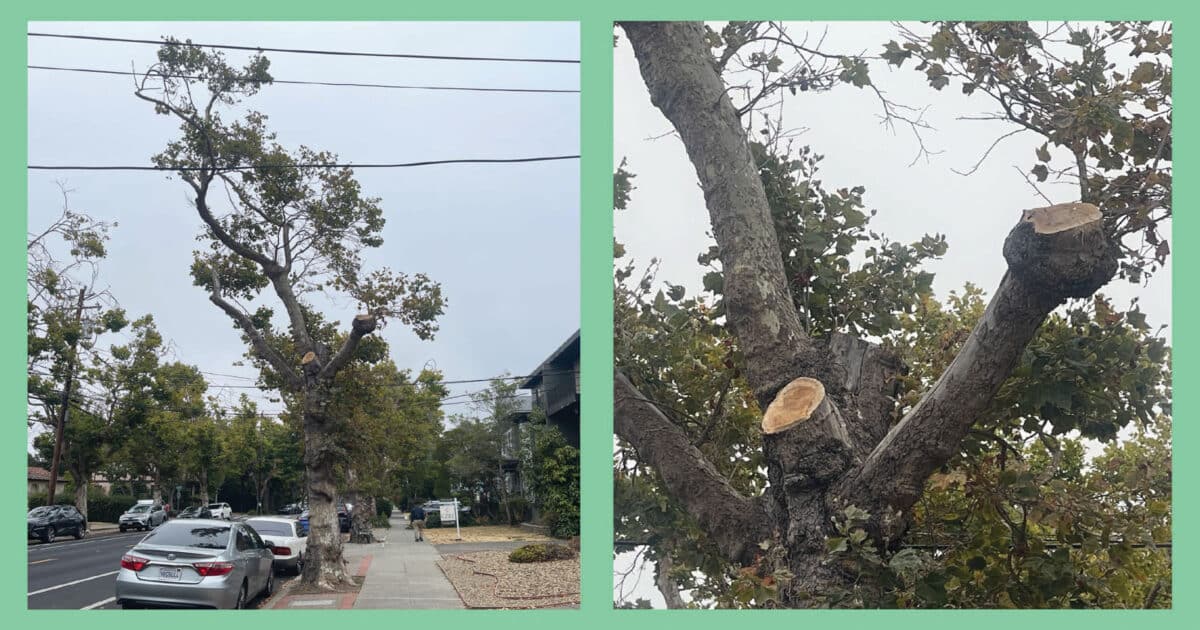 Alameda Post - a tree growing around around an electrical line. The tree has been trimmed.