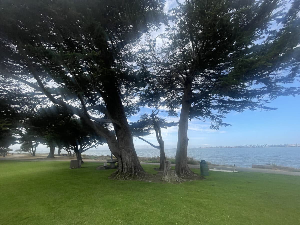 Alameda Post - a grassy area under large trees next to the water