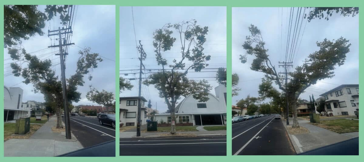 Alameda Post - a tree growing around around an electrical line. The tree has been trimmed.