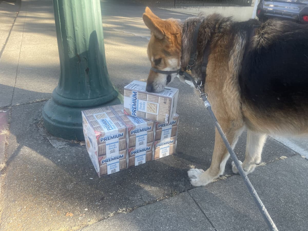 Alameda Post - Mouf sniffs seven large boxes of saltine crackers on the sidewalk