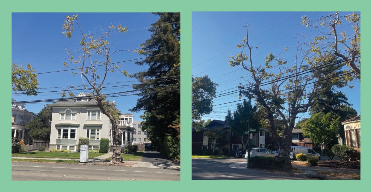 Alameda Post - a tree growing around around an electrical line. The tree has been trimmed.