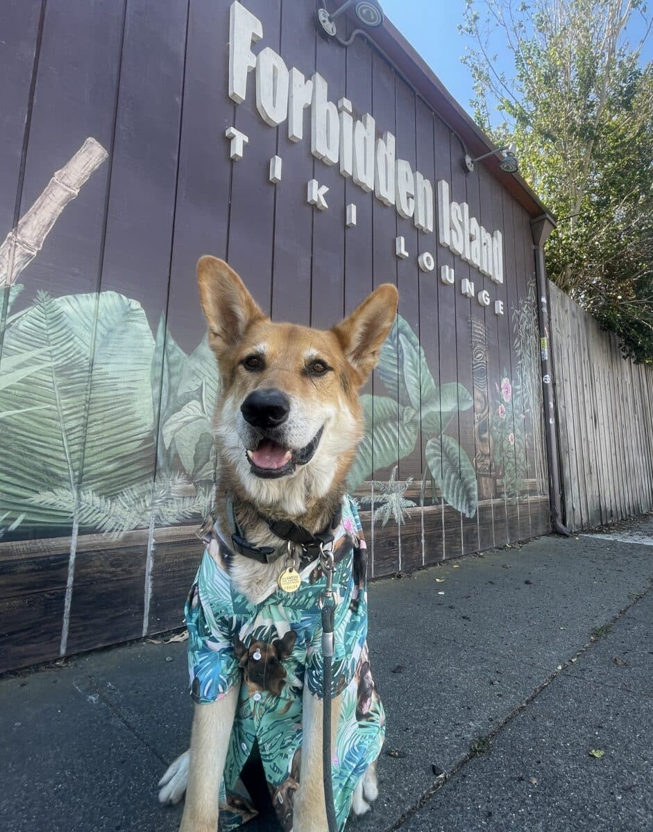 Alameda Post - Mouf sits in front of Forbidden Island with a a Hawaiian shirt