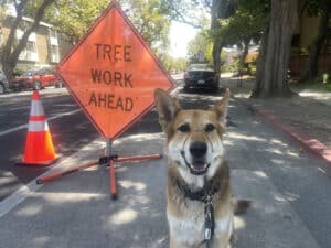 Alameda Post - Mouf the dog sits in front of a construction sign that says "Tree Work Ahead"