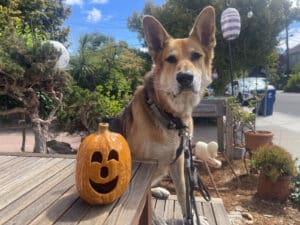 Alameda Post - Mouf the dog sits next to a halloween decoration