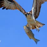 Alameda Post - An osprey carries a large striped bass