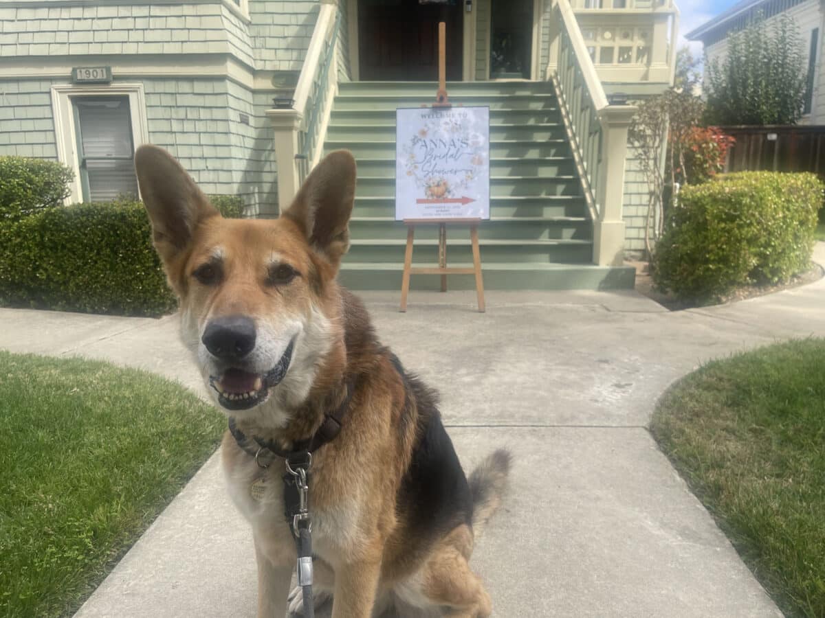 Alameda Post - Mouf the dog sits in front of a home. In front of the steps, a fancy sign says "Welcome to Anna's Bridal Shower" and a large red arrow points guests to a side entrance or backyard.