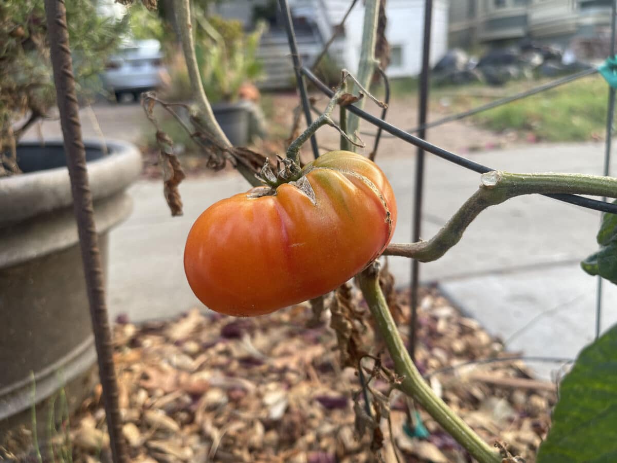 Alameda Post - A tomato on a vine.