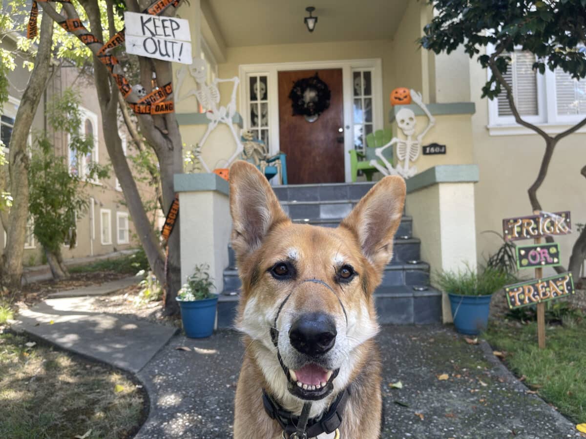 Alameda Post - Mouf the dog sits in front of a home entryway that is decorated for Hallween.
