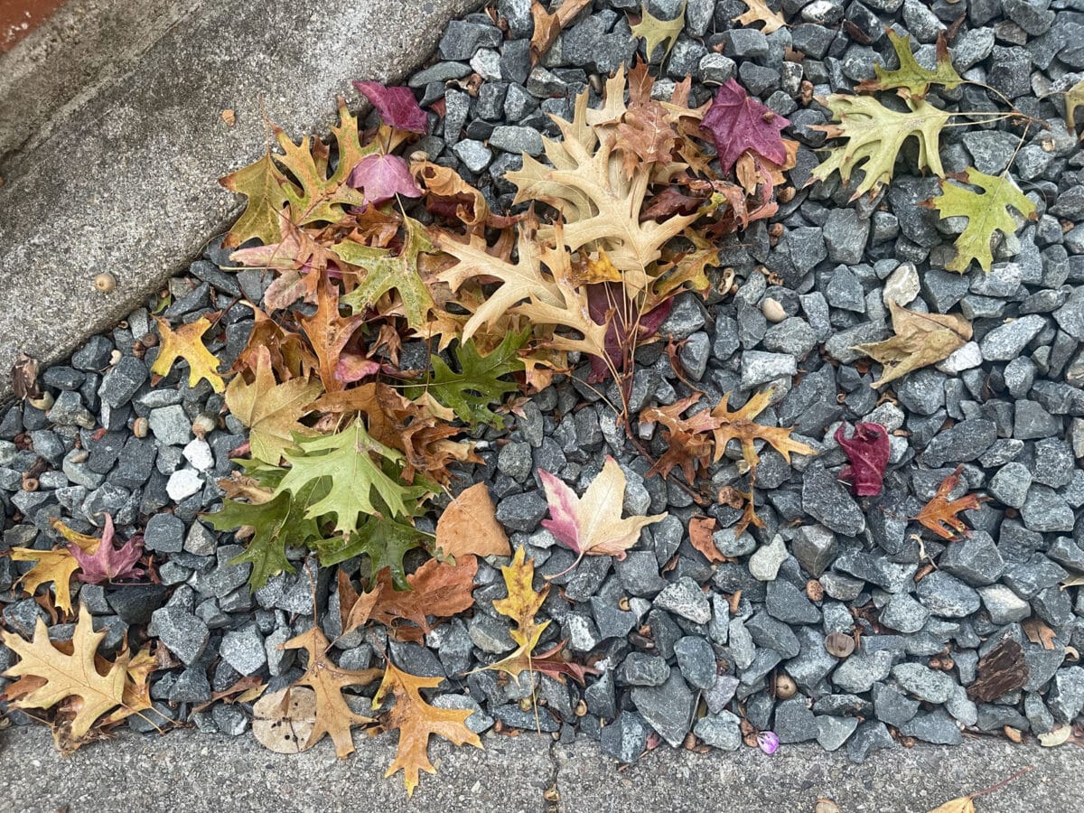 Alameda Post - Fallen leaves on the ground.