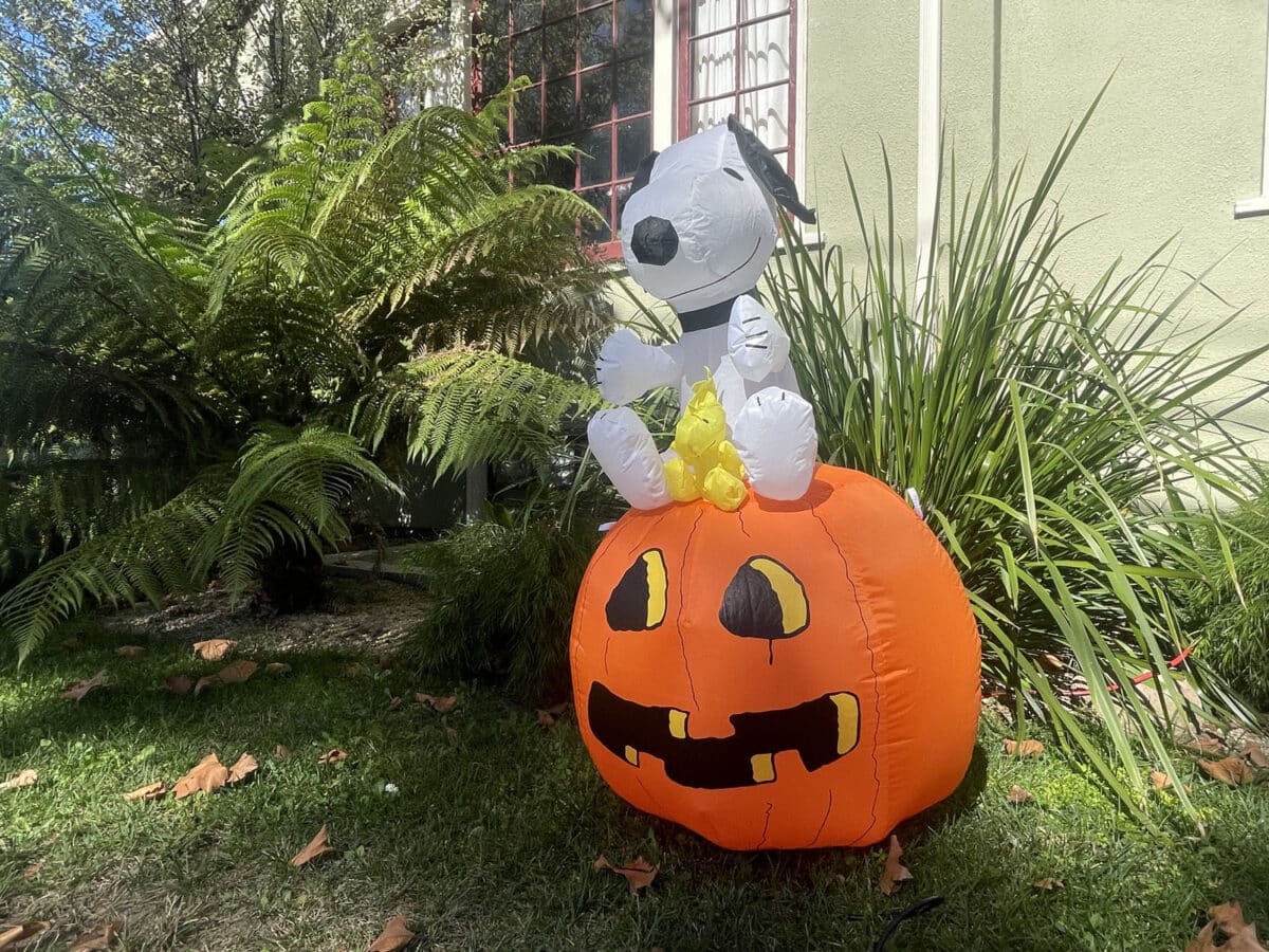 Alameda Post - A blow up Halloween decoration of Snoopy on a pumpkin.
