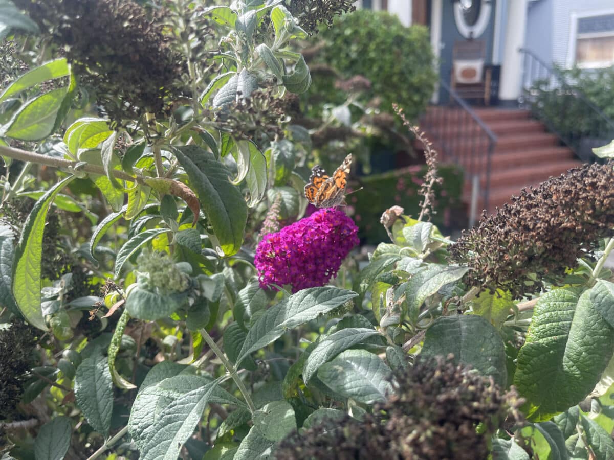 Alameda Post - A monarch on a bright pink flower.