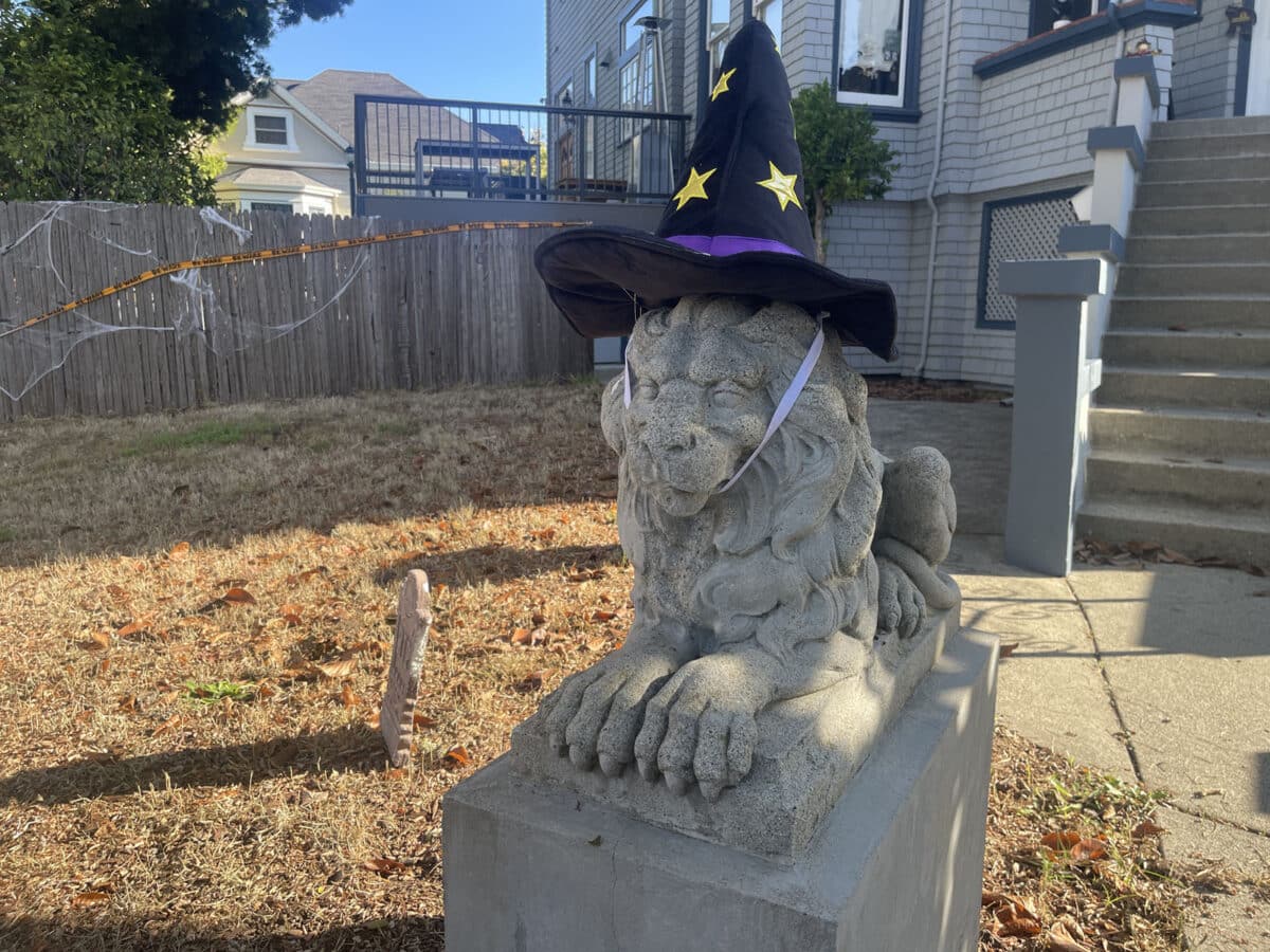 Alameda Post - A large statue of a lion in front of somebody's home wearing a seasonal witch's hat. 