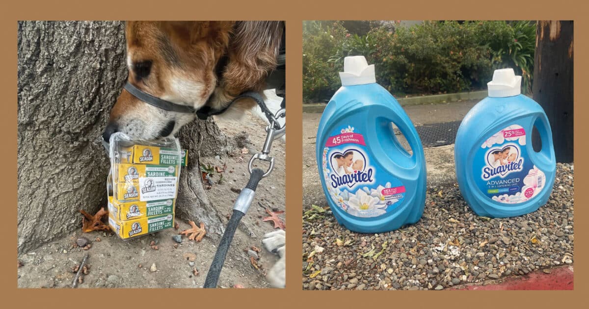 Alameda Post - In one photo, Mouf the dog sniffs cans of sardines left by a tree. In another photo, two containers of fabric softener or detergent sit by the sidewalk.