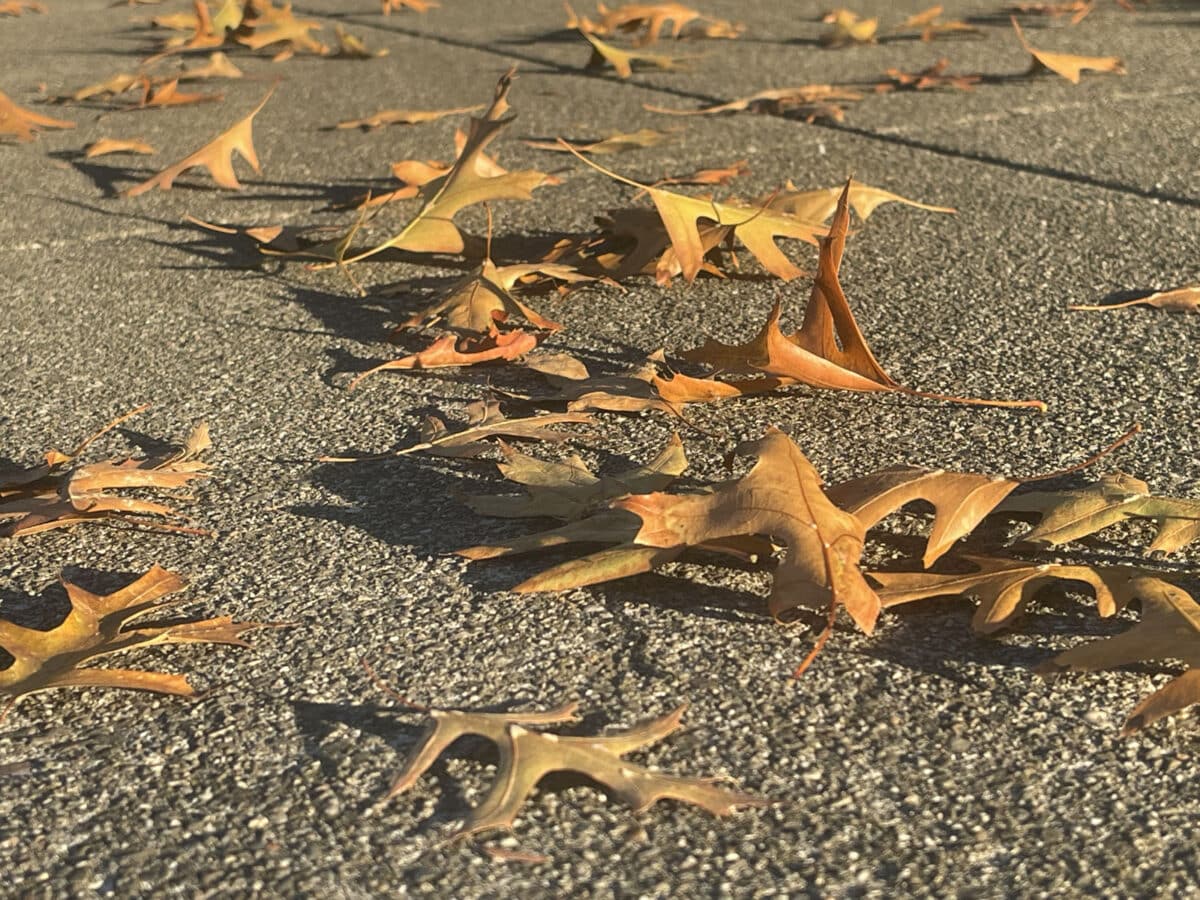 Alameda Post - Fallen leaves on the sidewalk.