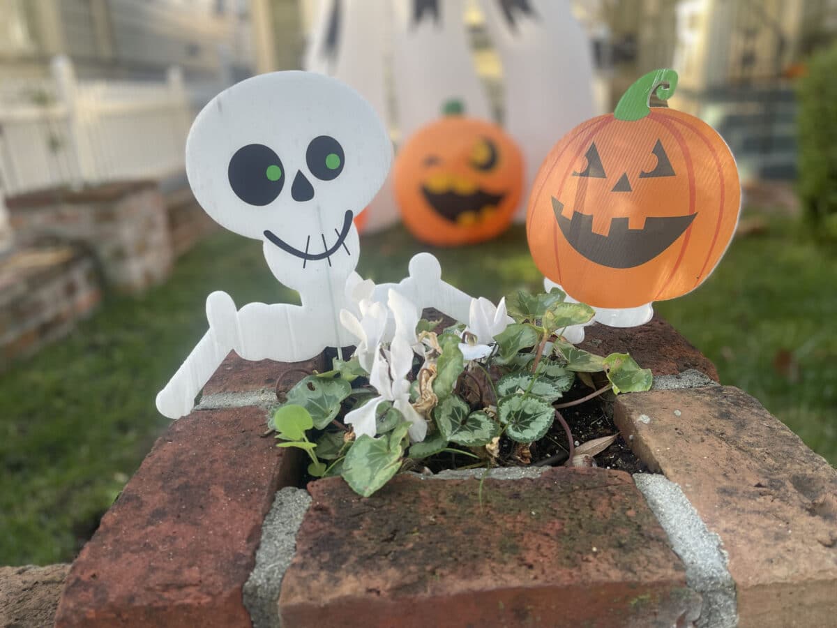 Alameda Post - Small smiling pumpkins and a skeleton sit in a planter box.