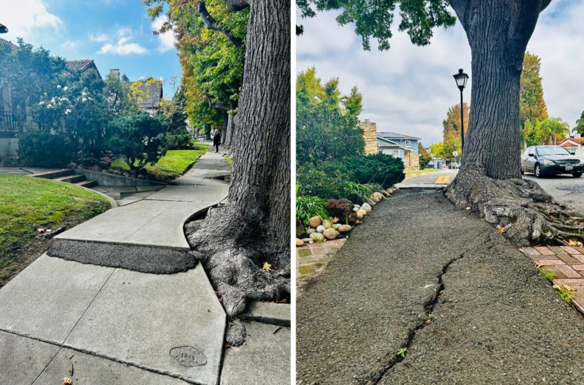 Alameda Post - Sidewalk pavement damaged by roots underneath.