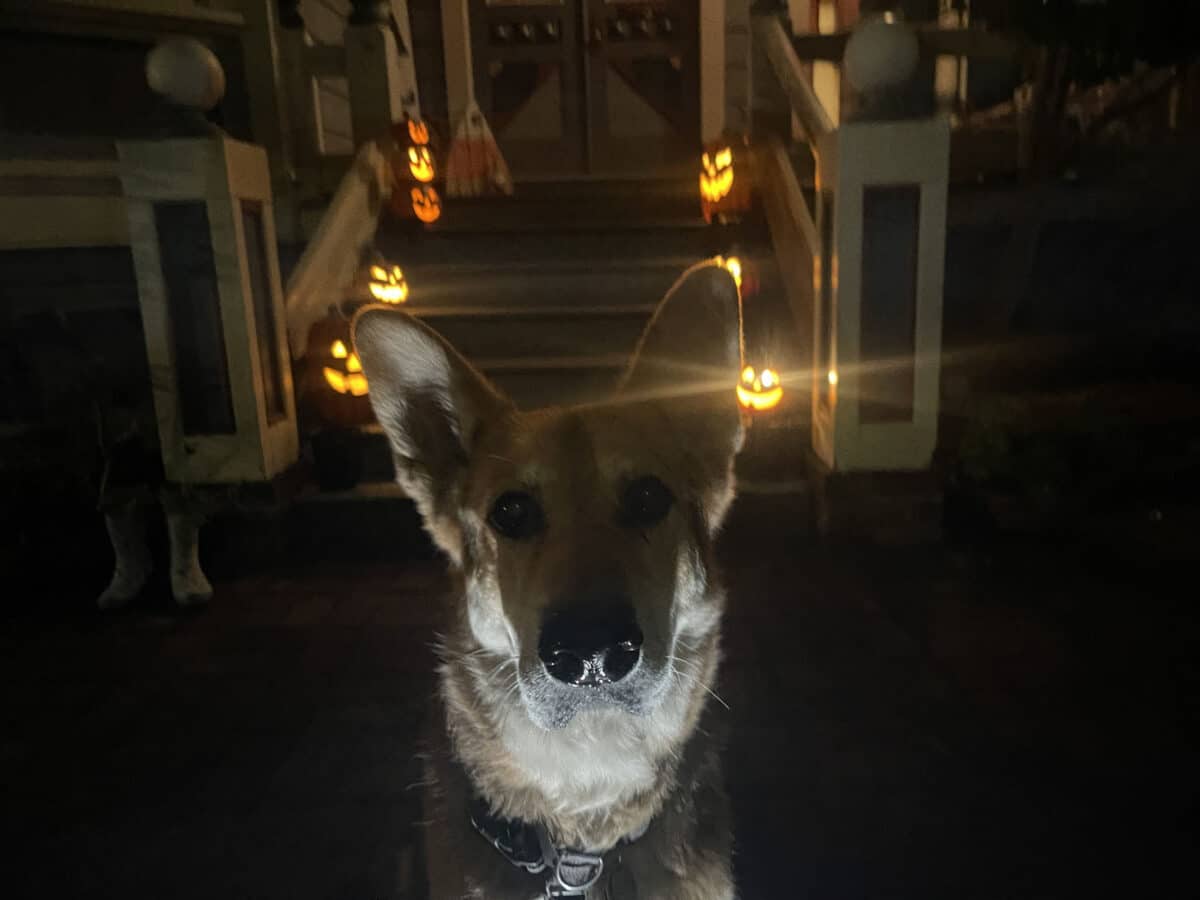Alameda Post - Mouf the dogs sits in front of a home decorated for Halloween at night.
