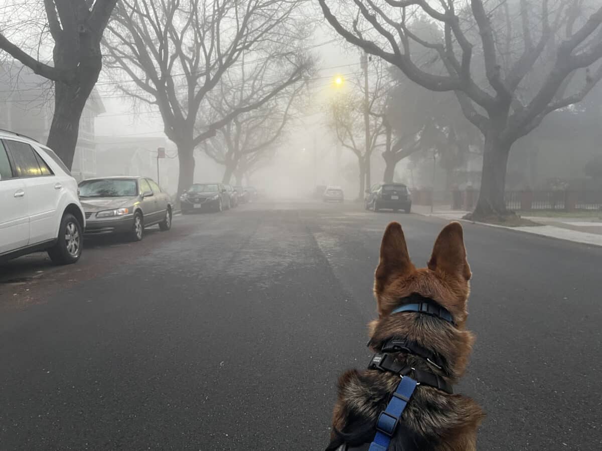 Alameda Post - Mouf the dog looks down Central Avenue in Alameda, lined with trees, through a thick fog.