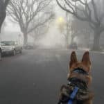 Alameda Post - Mouf the dog looks down Central Avenue in Alameda, lined with trees, through a thick fog.