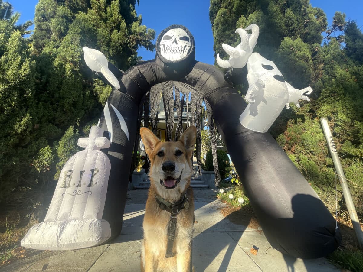 Alameda Post - Mouf the dog sits in front of a huge inflatable Grim reaper arch. 