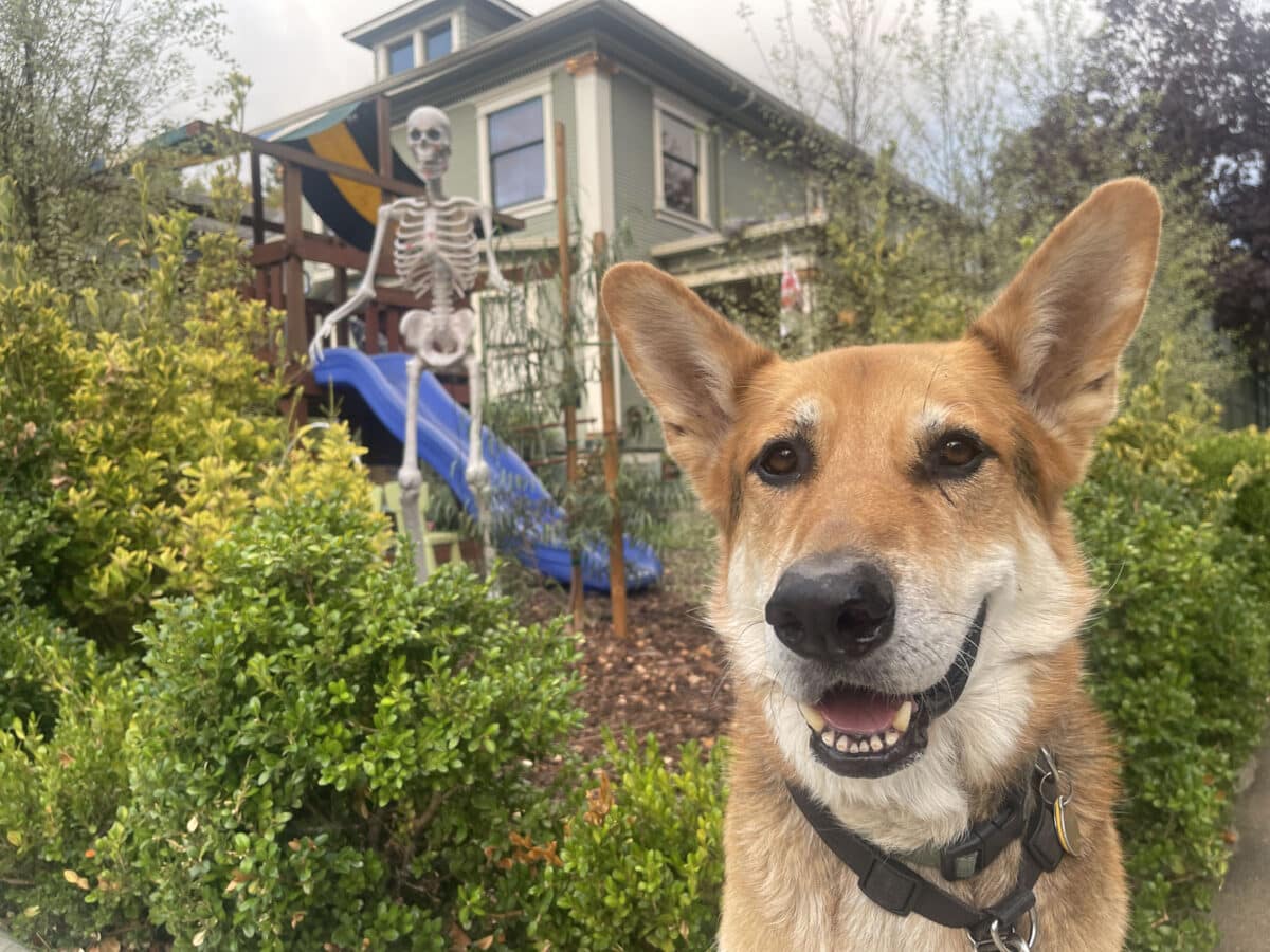 Alameda Post - Mouf the dog sits in front of a yard with a large skeleton Halloween decoration. 