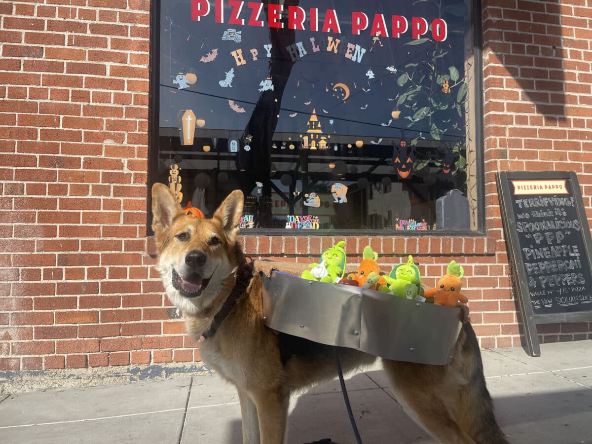 Alameda Post - Mouf the dog wears a Halloween costume that makes it look like he has a large pie dish on his back. In it are little plushies of vegetables. 