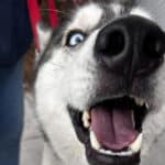 Alameda Post - Zeus the husky.